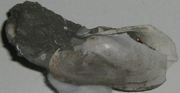 Barbatia mytiloides  (Brocchi, 1814) - pliocene - Toscana